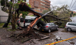Fotografía en una calle de Bogotá que muestra un árbol de gran tamaño caído sobre vehículos estacionados, incluyendo una furgoneta blanca y un coche compacto gris, en medio de una acera de adoquines mojados y con cinta de seguridad amarilla de emergencia en el primer plano. El tronco central del árbol está dramáticamente quebrado. En el fondo se aprecia un edificio moderno de ladrillo de varios pisos. Esta imagen ilustra el riesgo estructural del arbolado urbano en Bogotá , donde un árbol se cae cada 10 horas.