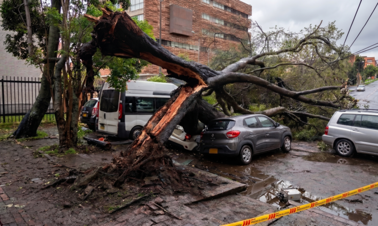 Fotografía en una calle de Bogotá que muestra un árbol de gran tamaño caído sobre vehículos estacionados, incluyendo una furgoneta blanca y un coche compacto gris, en medio de una acera de adoquines mojados y con cinta de seguridad amarilla de emergencia en el primer plano. El tronco central del árbol está dramáticamente quebrado. En el fondo se aprecia un edificio moderno de ladrillo de varios pisos. Esta imagen ilustra el riesgo estructural del arbolado urbano en Bogotá , donde un árbol se cae cada 10 horas.